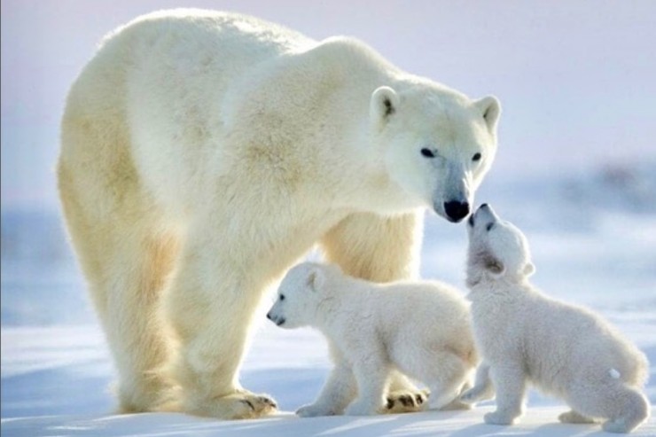 Alaska il film solossal in onda dopo anni su Rete 4 