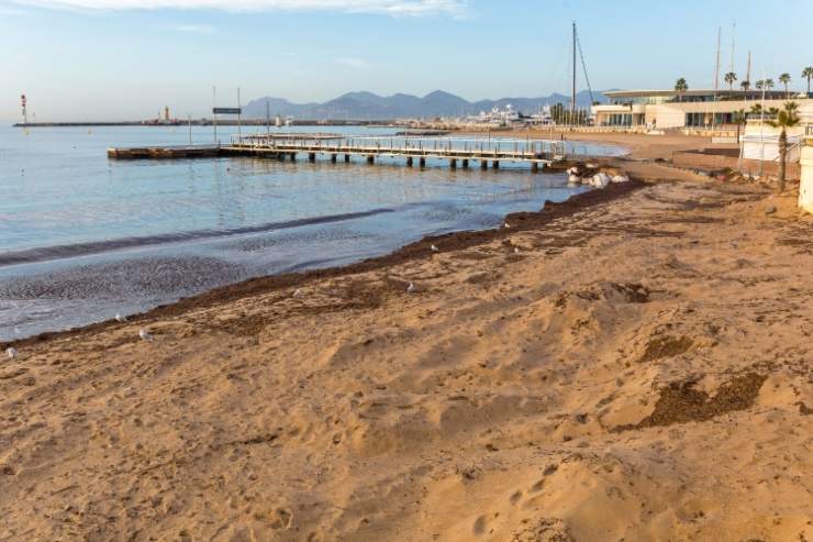 Una testa mozzata in spiaggia scoperta macabra